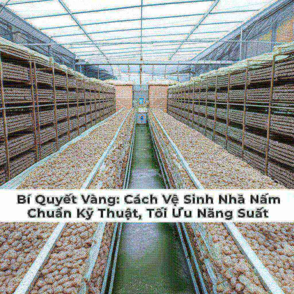 Hình minh họa cho bài viết: Bí Quyết Vàng: Cách Vệ Sinh Nhà Nấm Chuẩn Kỹ Thuật, Tối Ưu Năng Suất