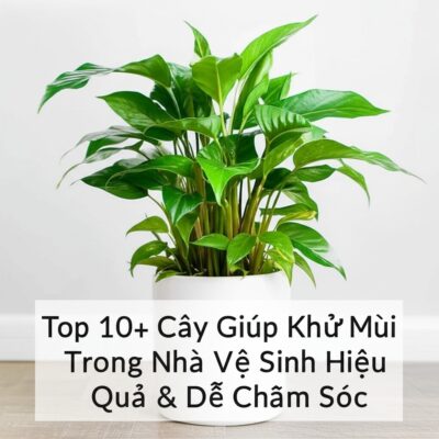 Top 10+ Cây Giúp Khử Mùi Trong Nhà Vệ Sinh Hiệu Quả & Dễ Chăm Sóc